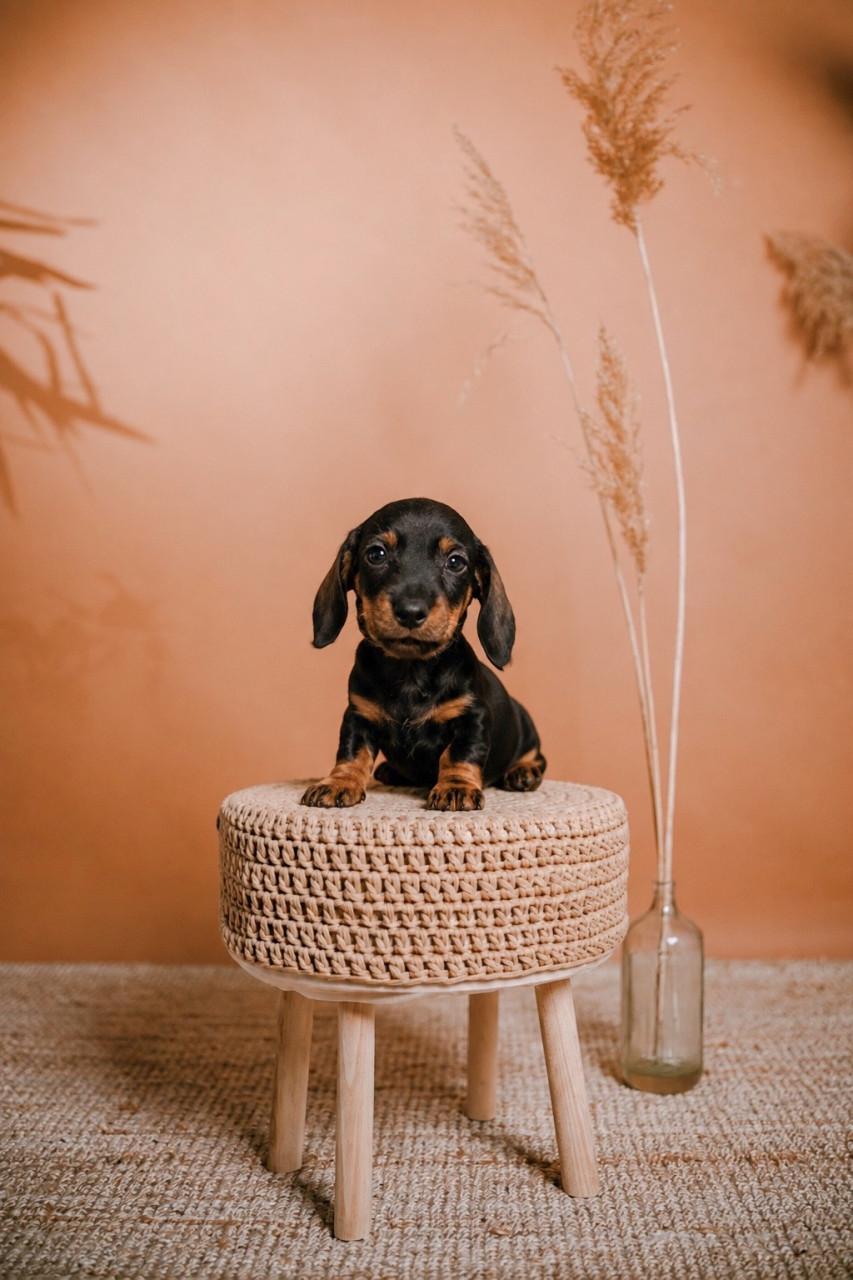 Laatste kaninchen Teckel pup
