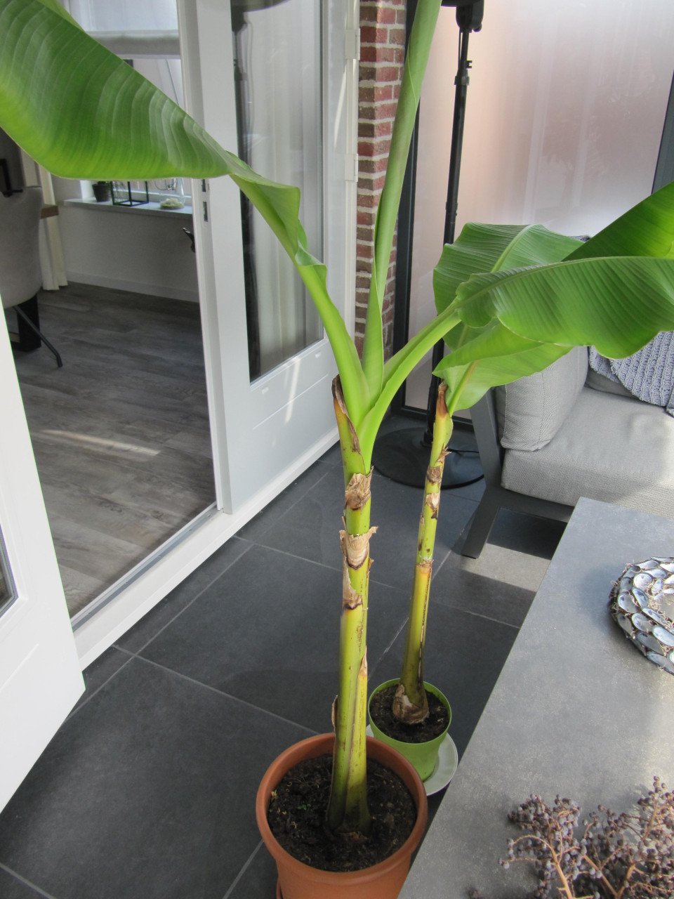 Bananenplant