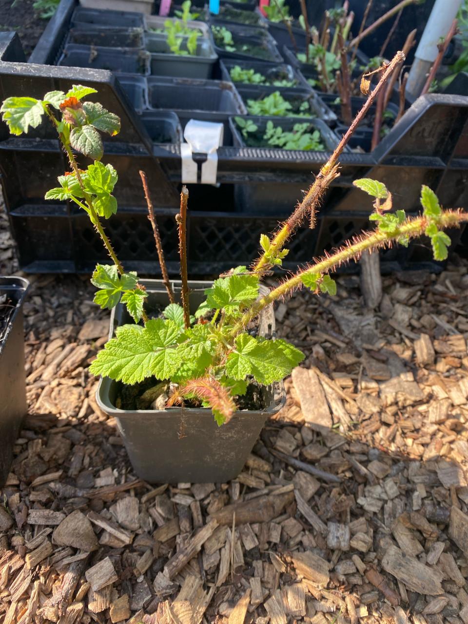 Biologische frambozen stekjes