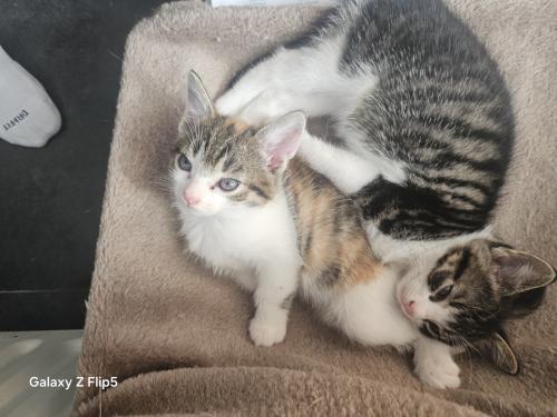Kittens
