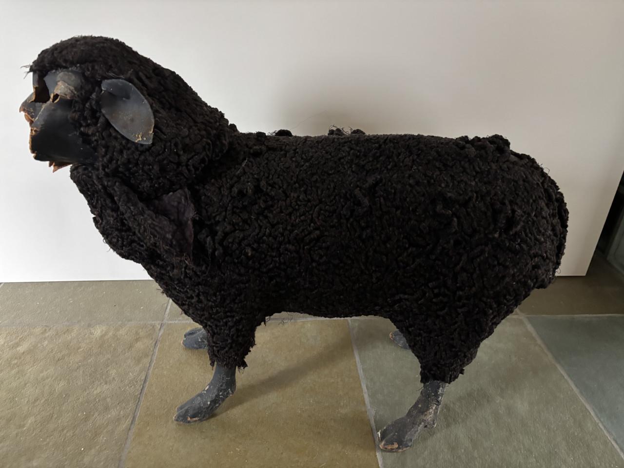 Zwart schaap om op te knappen