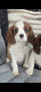 Cavalier king charles spaniel