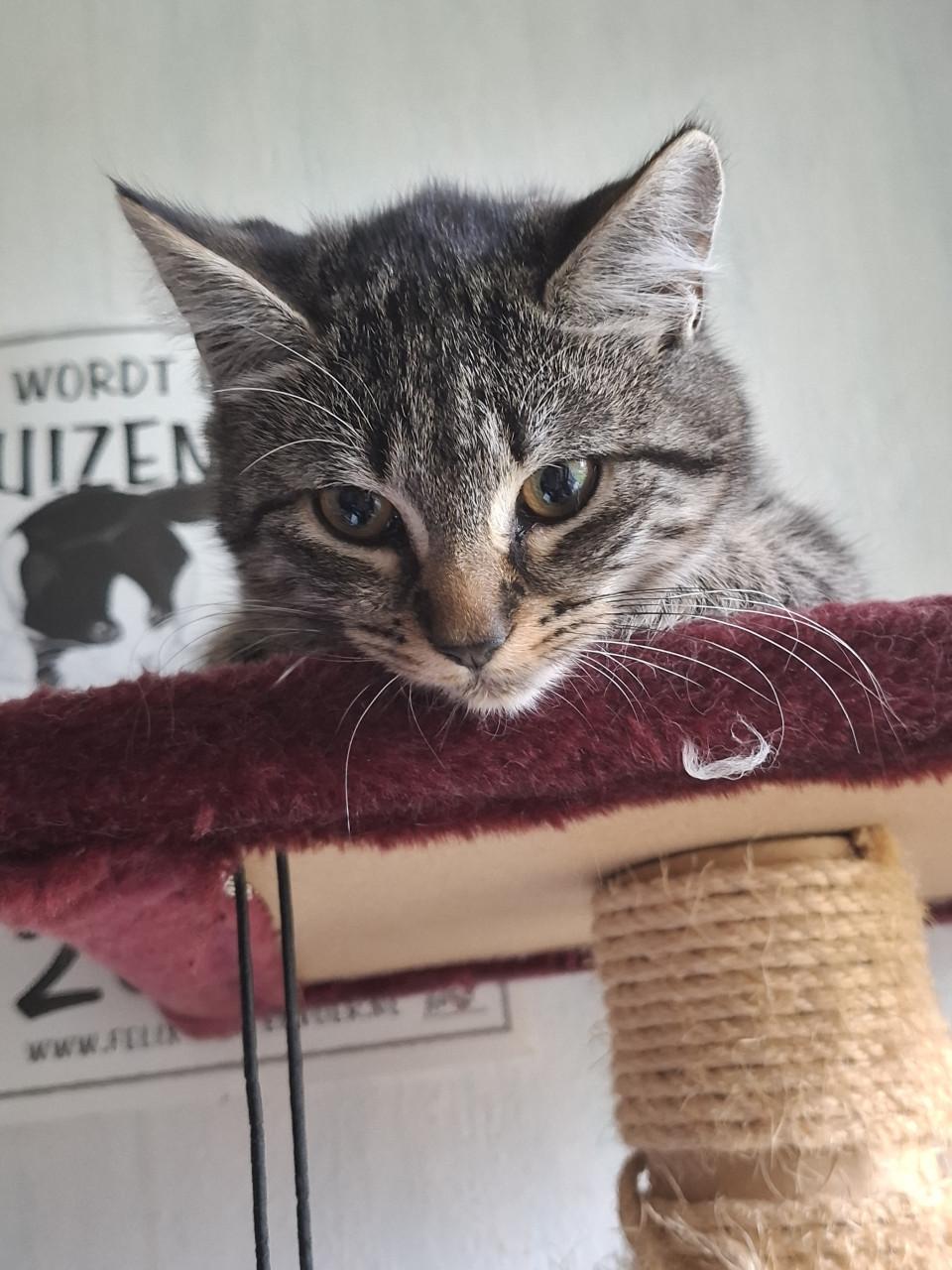 2 Kittens 6 maanden. Poes en katertje