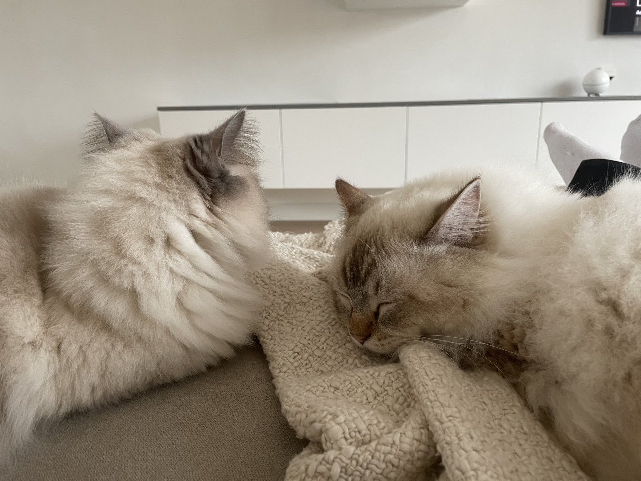 Ragdoll katers