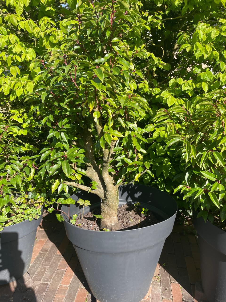 Portugese laurier - 3 stuks - volwassen