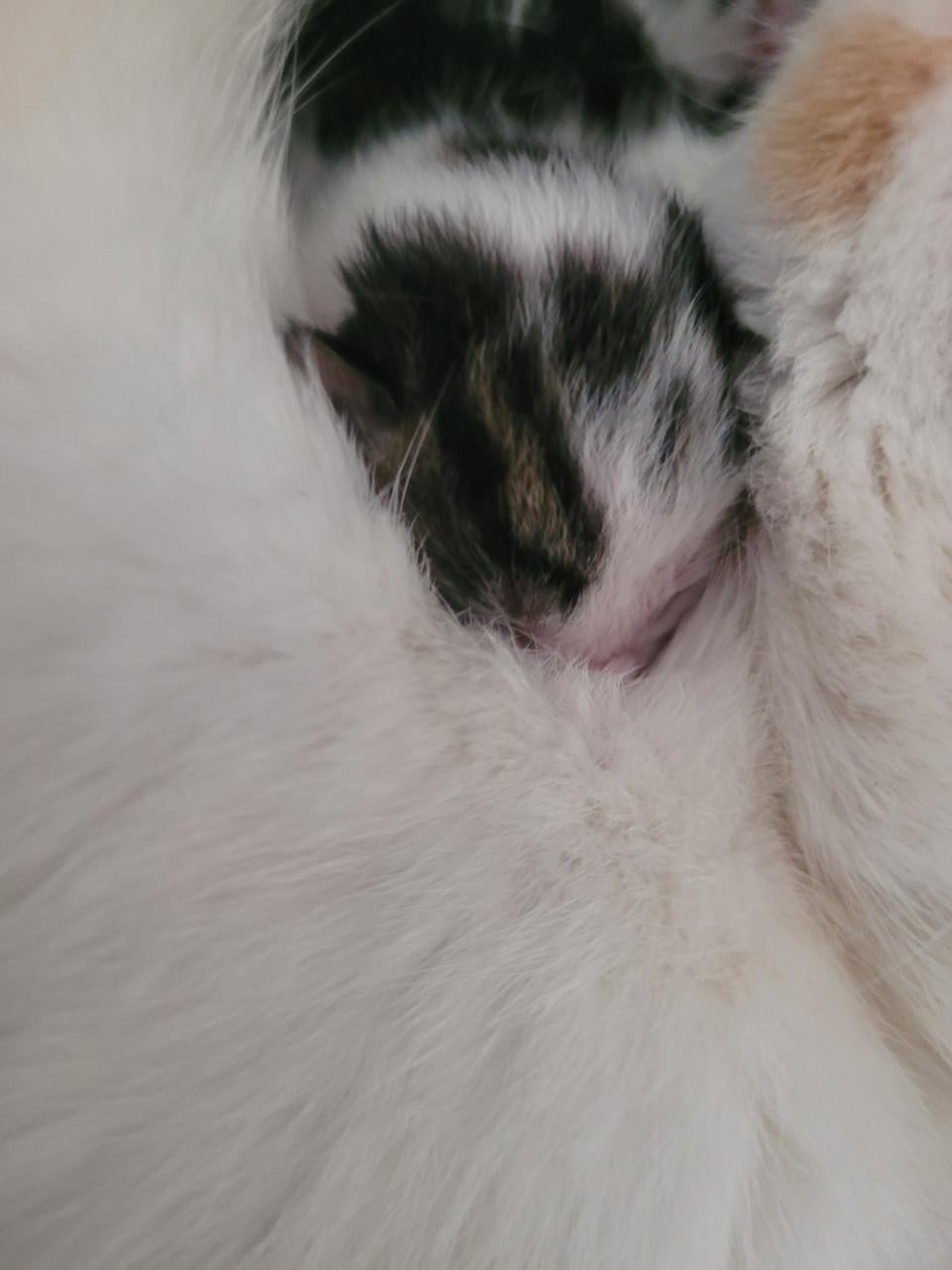 Kittens