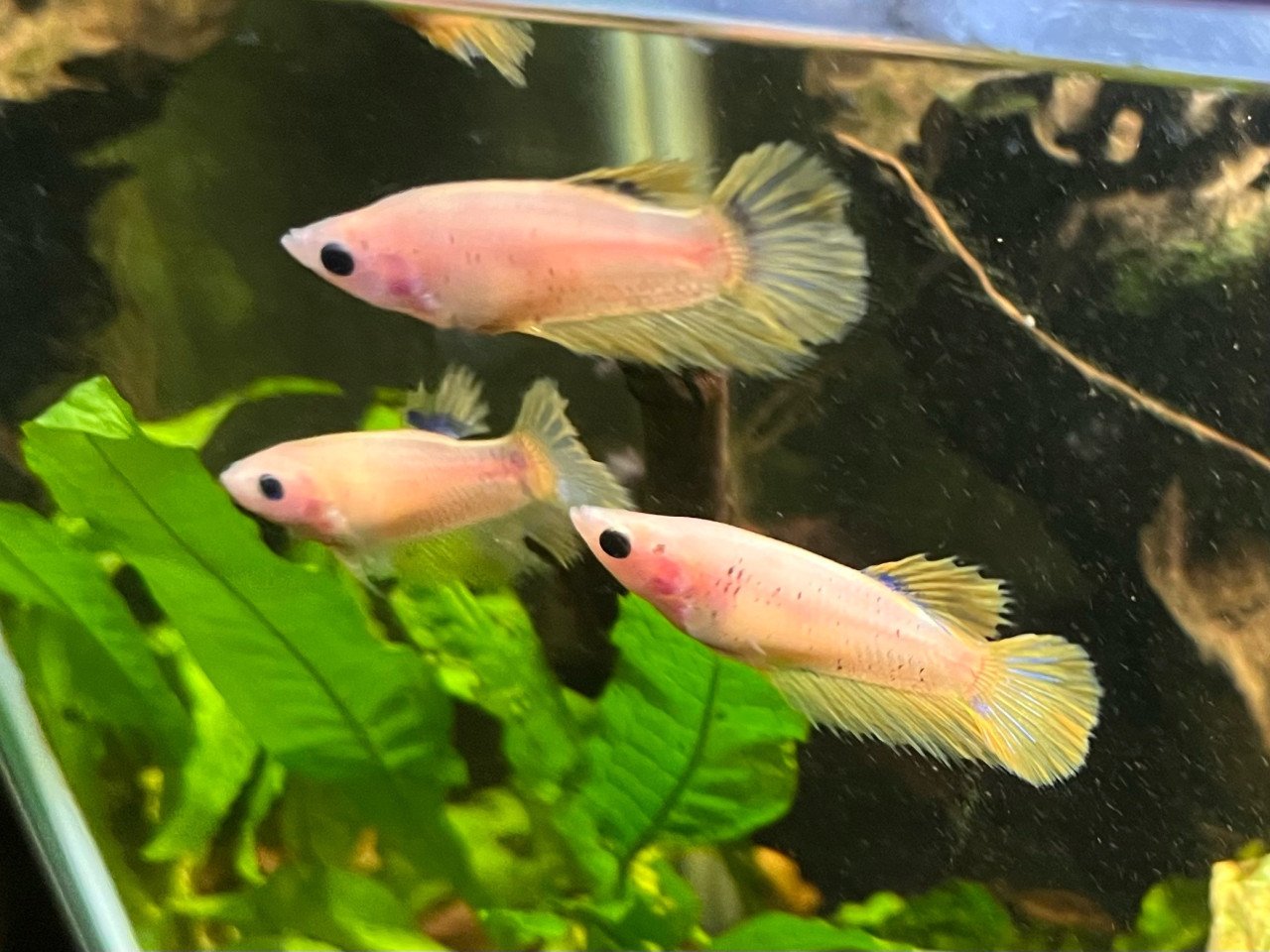 Betta vissen vrouw geel, blauw