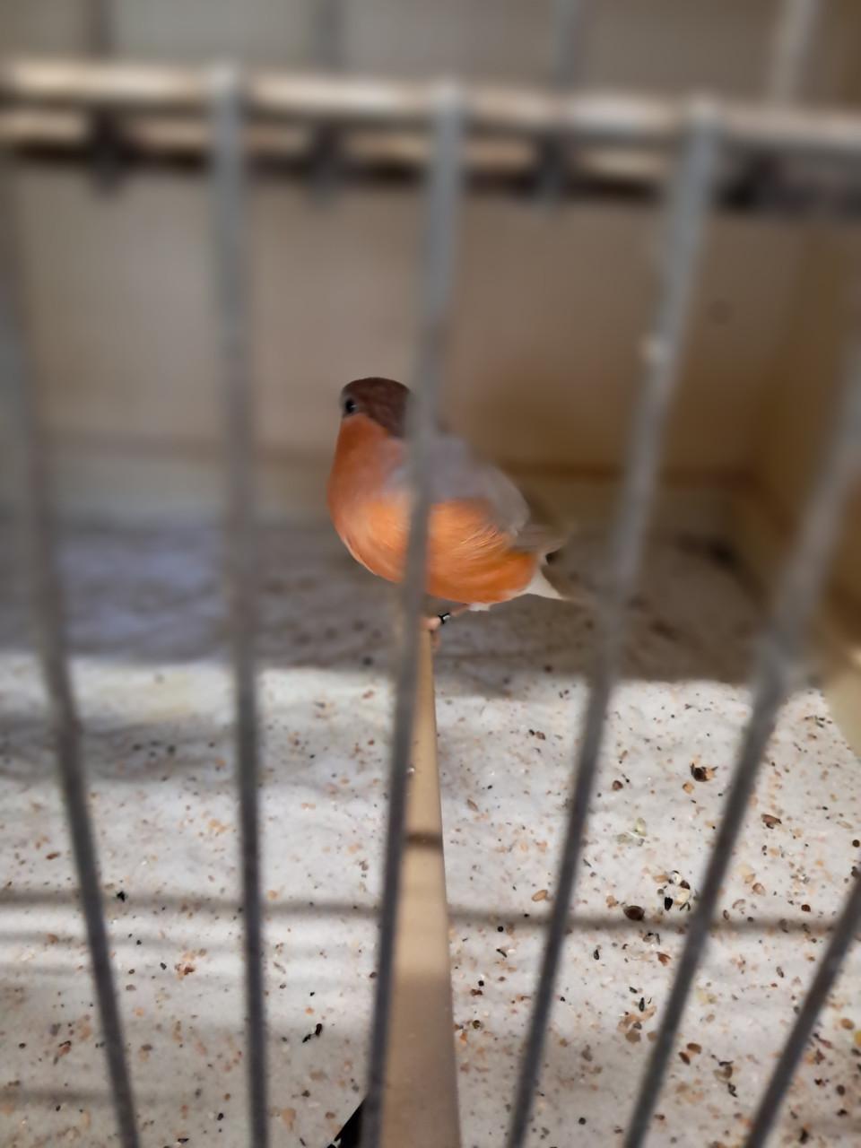 Gevraagd mutaties goudvinken