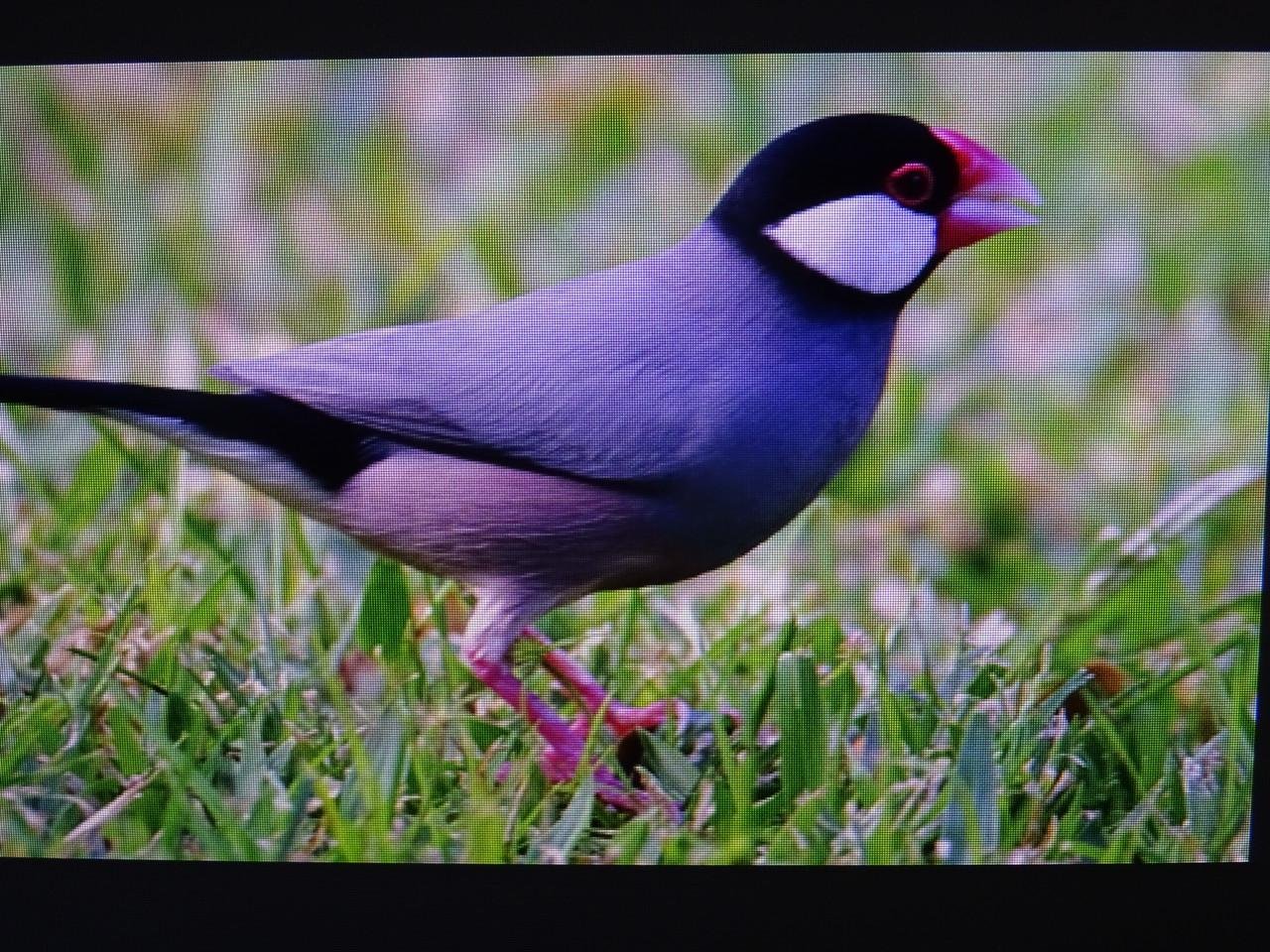 Te koop koppel witte rijstvogels broedrijp ook wildkleur koppels