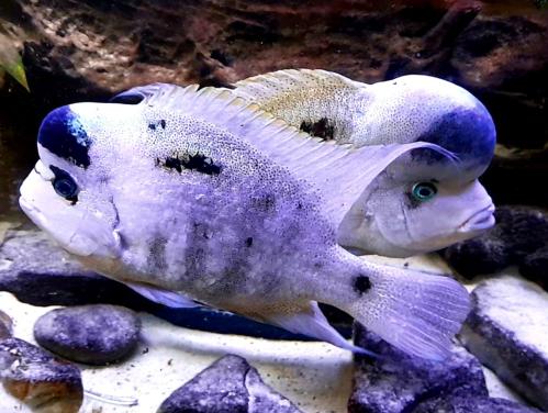 Aquariumvissen Zilverwitte jongen