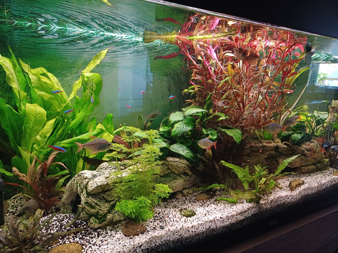 Geheel compleet draaiend Aquarium met garantie bonnen