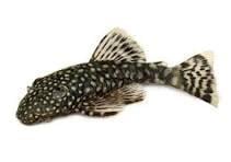 Algeneter (Plecostomus), gratis af halen