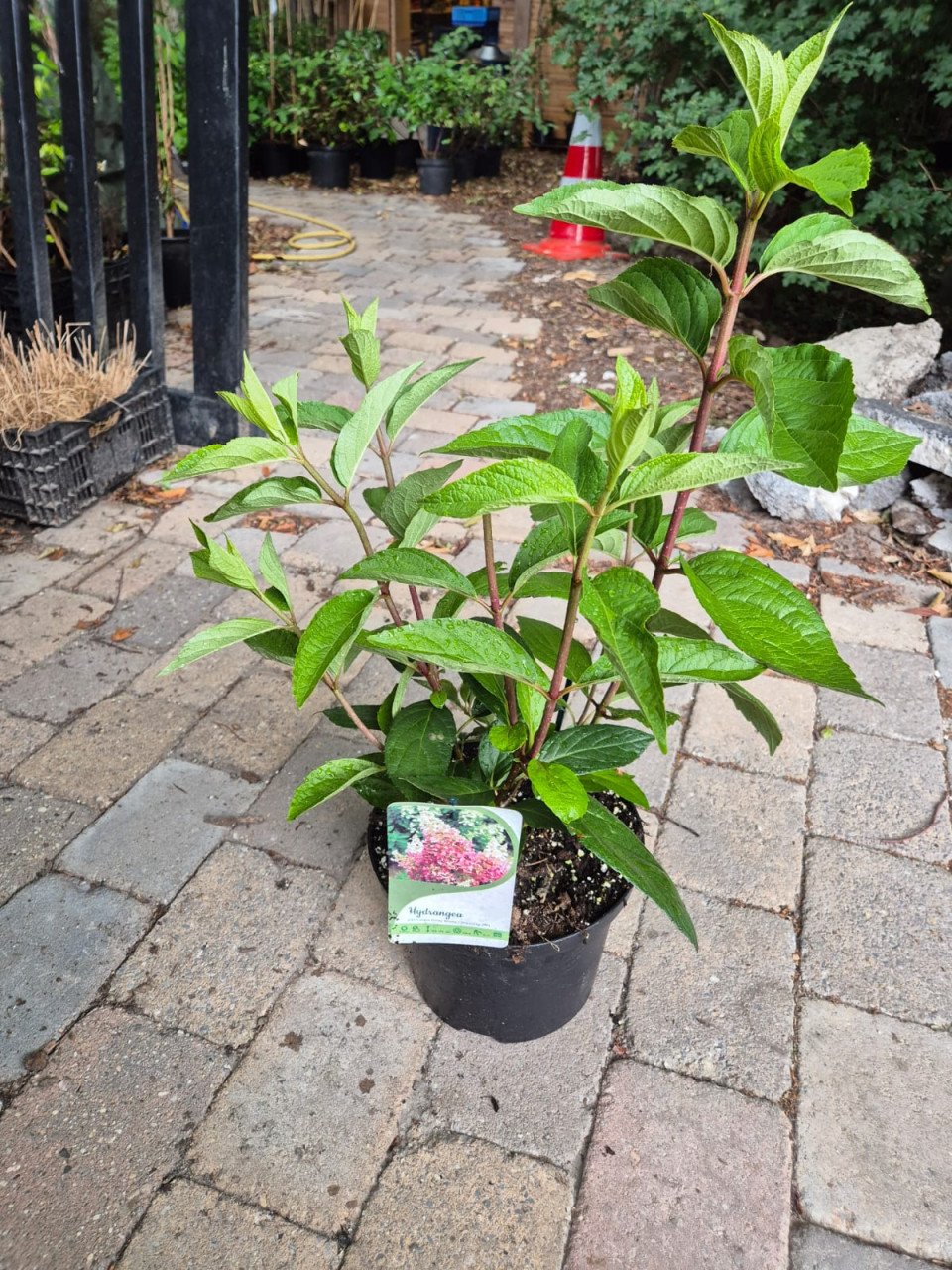 Pluimhortensia Pinky Winky