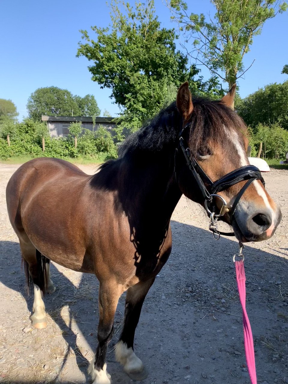 Welsh c pony