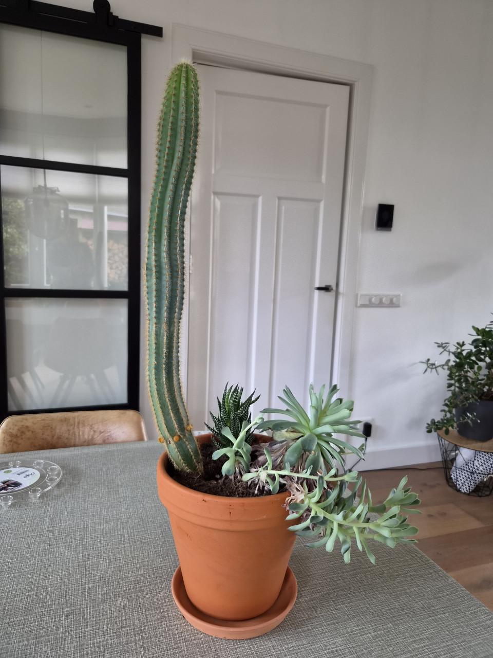 Kamerplant cactus