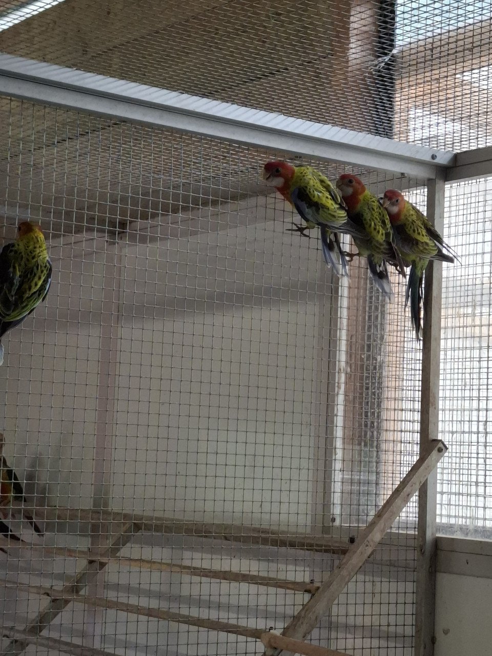 Jonge prachtrosella's