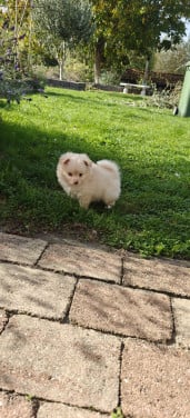 Kruising pommeriaan pup