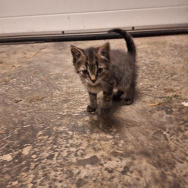 Kitten