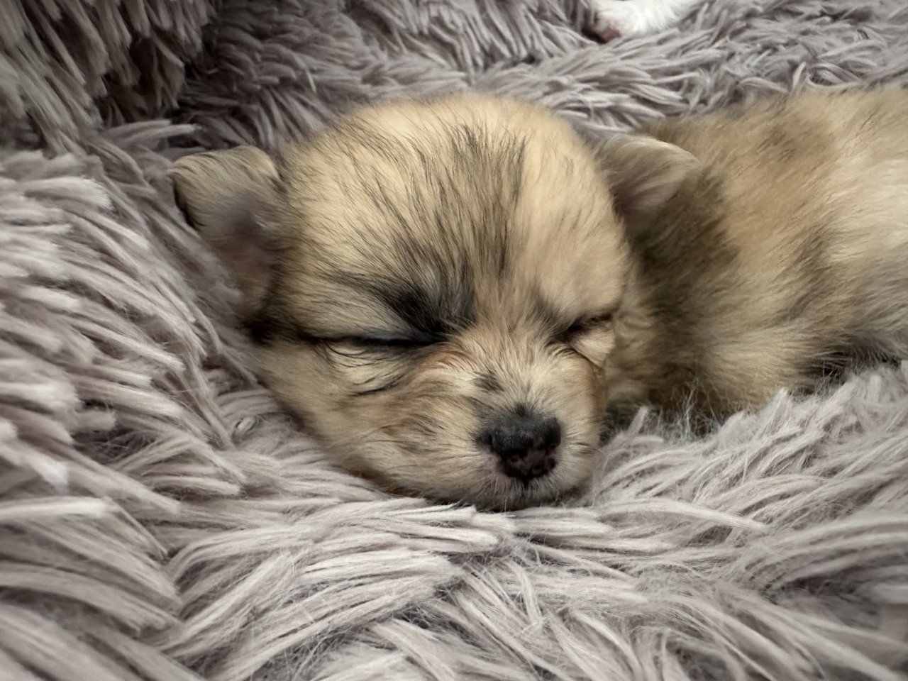 Pomeriaan pups