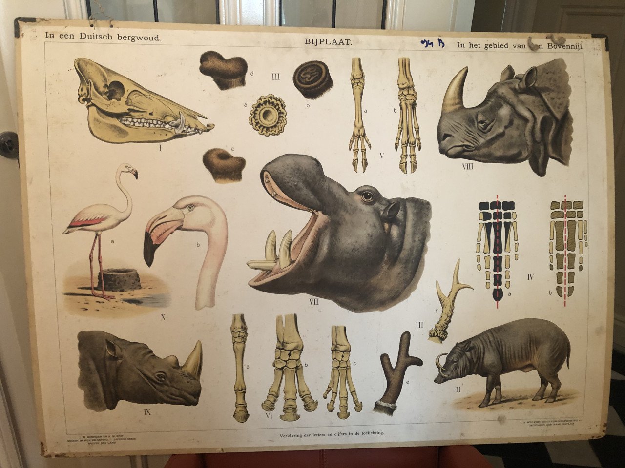 Wandplaten / oude schoolplaten BIOLOGIE