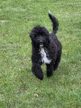Labradoodle