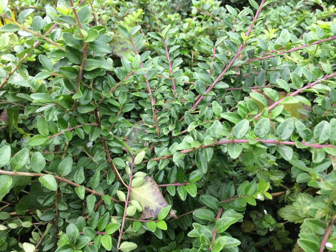 Lonicera nitida (maigrun/elegant)