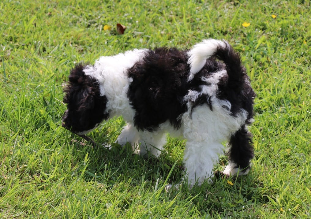 Labradoodle pups bont van kleur