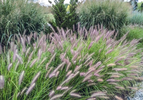 Lampenpoetsersgras 'Red Head'