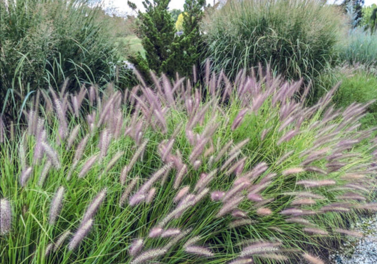 Lampenpoetsersgras 'Red Head'