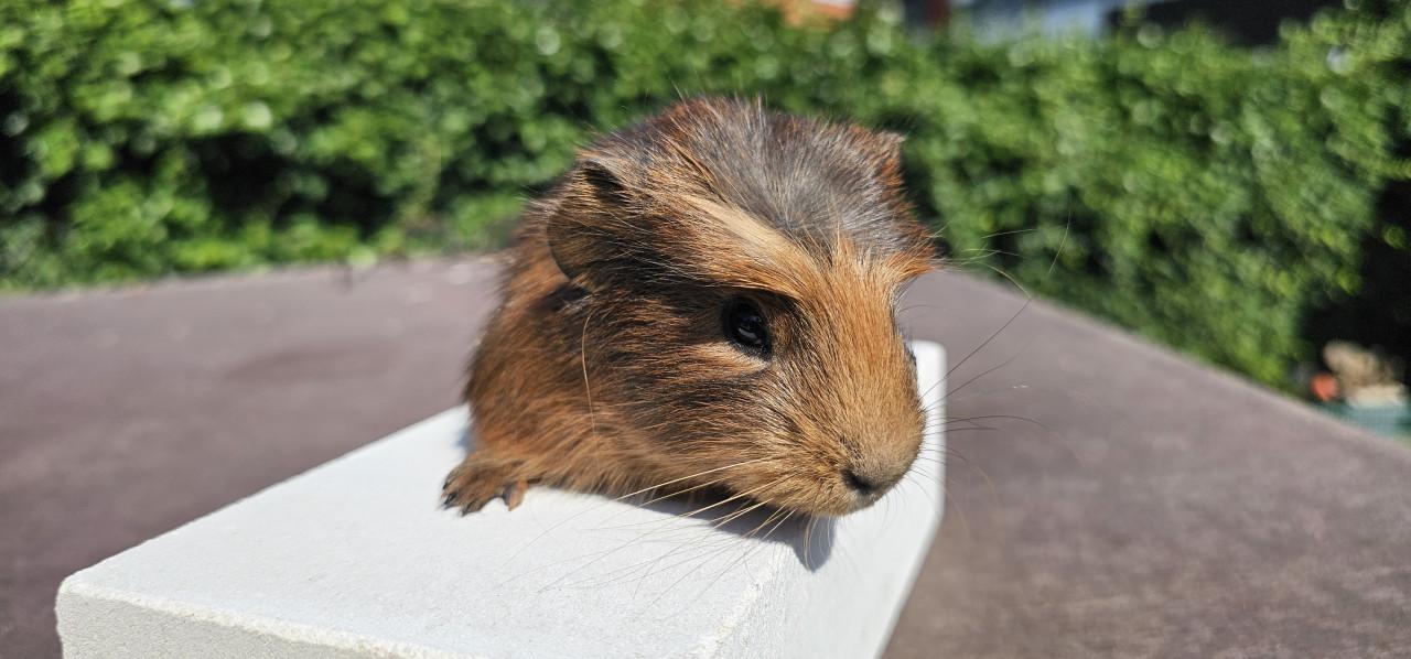 3 cavia beertjes zoeken een huisje
