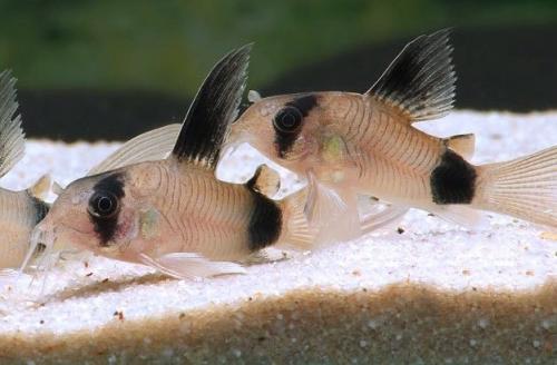 Jonge Corydoras Panda