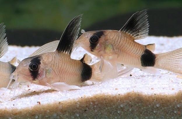 Jonge Corydoras Panda