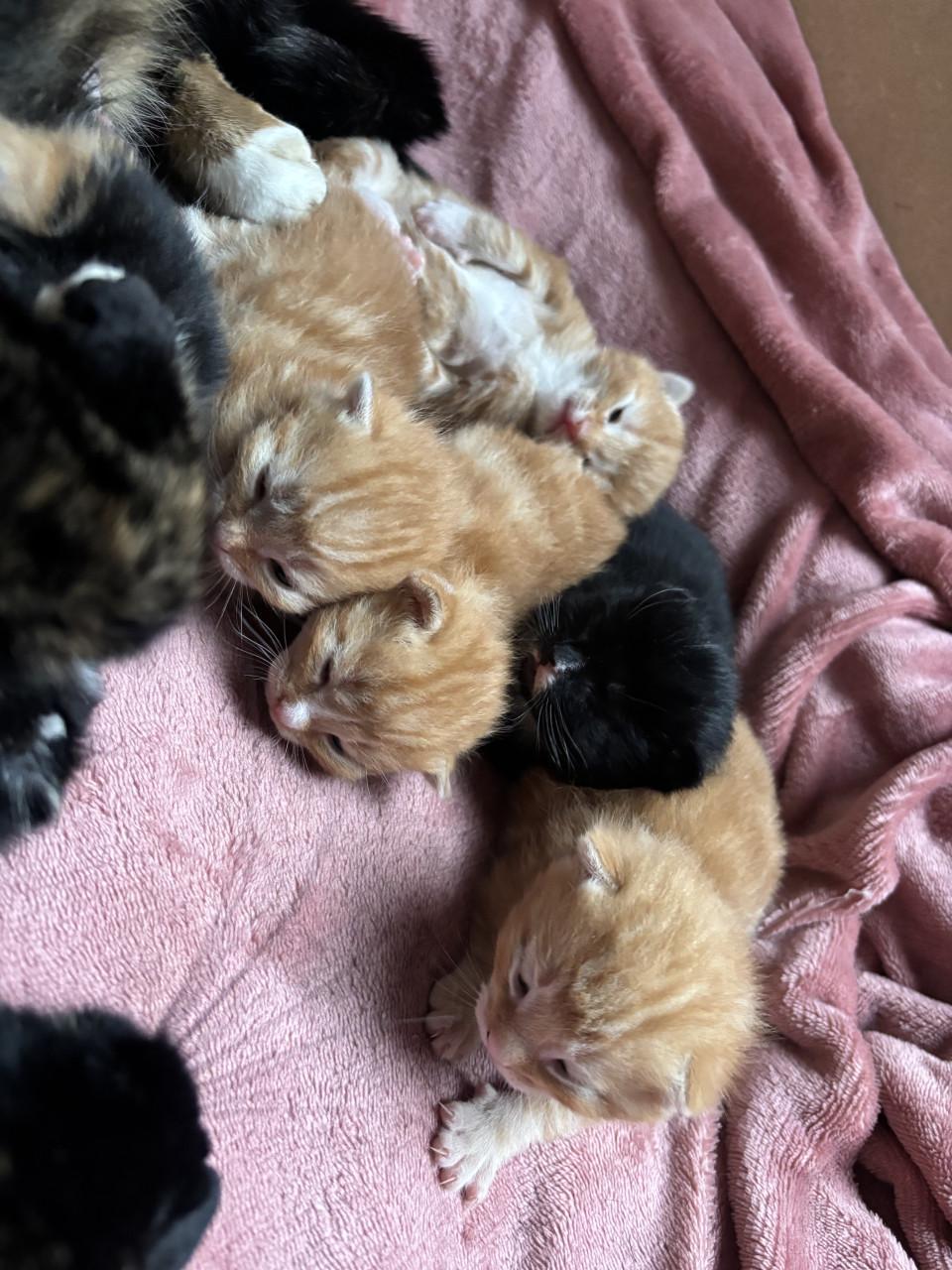 Kittens zoeken gouden mandje