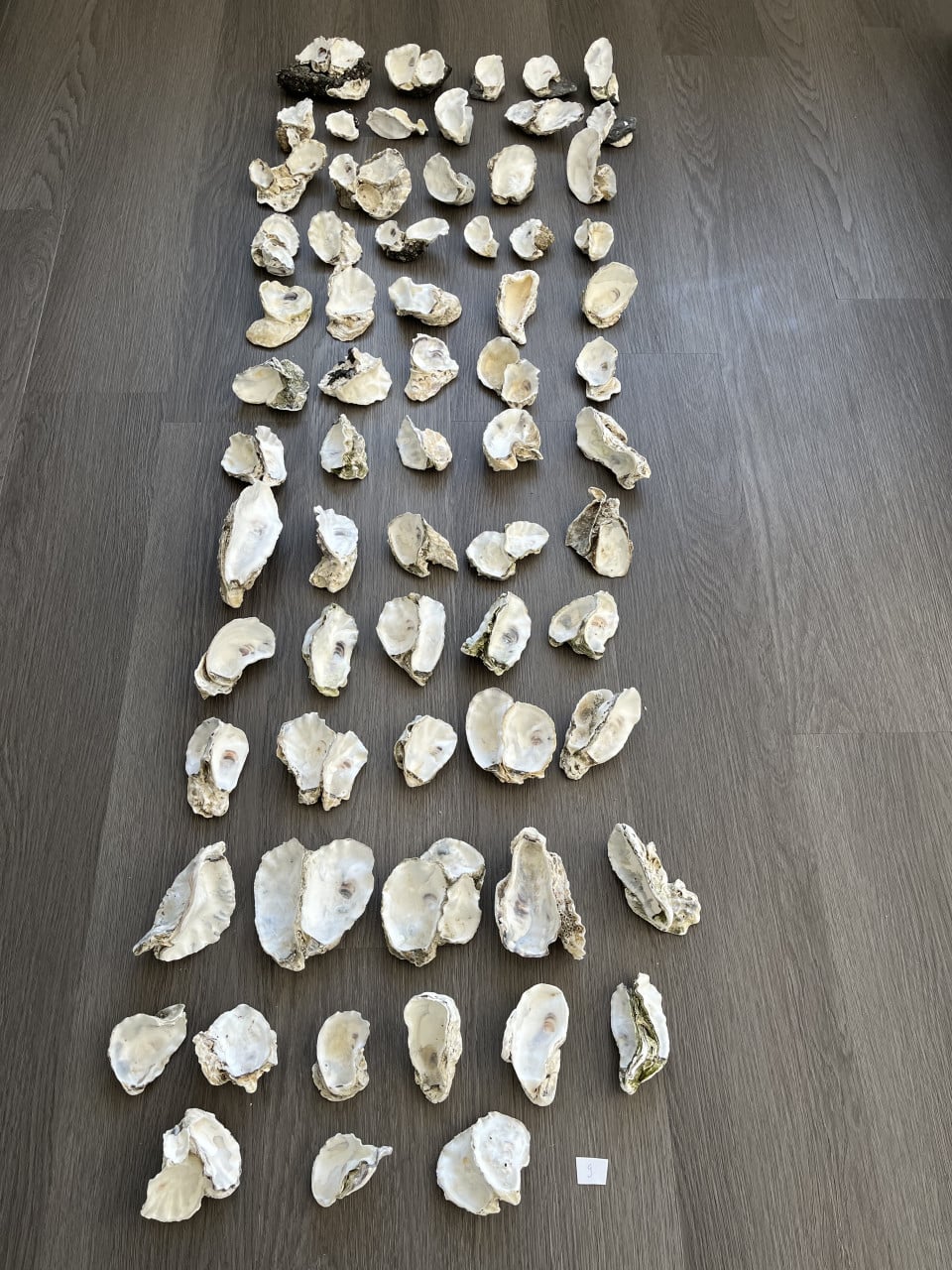 Oesterschelpen