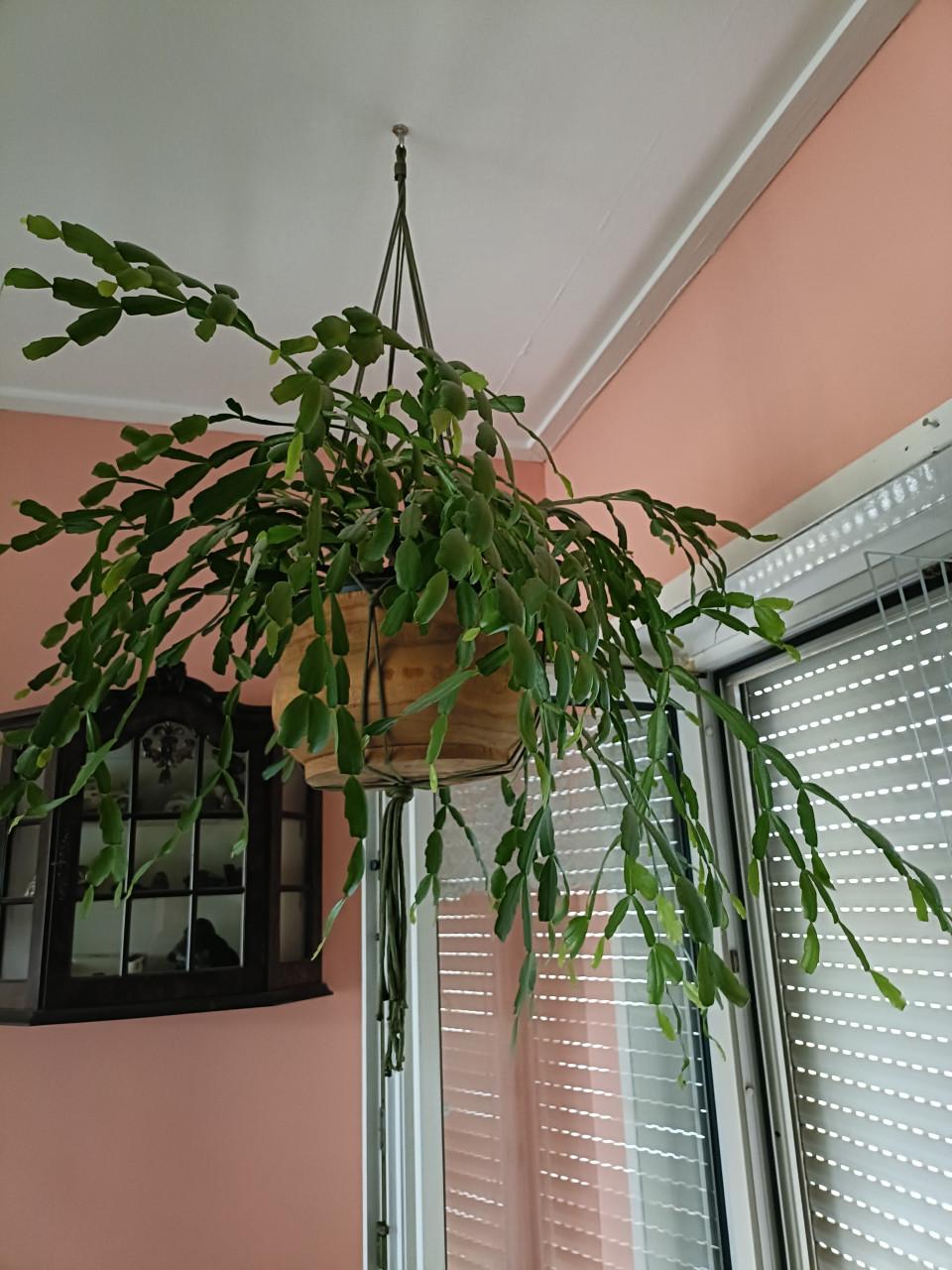 Grote lidcactus kerst bloeit rose