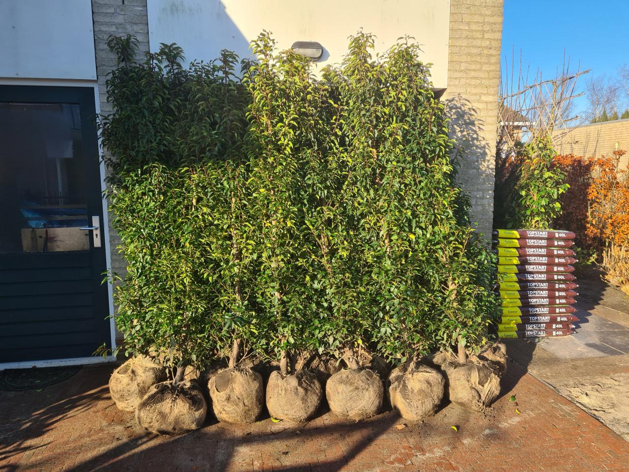 Portugese laurier haagplanten in alle hoogtes