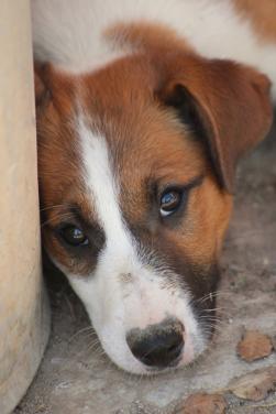Alora Dog Rescue: Freddy laat je hart smelten