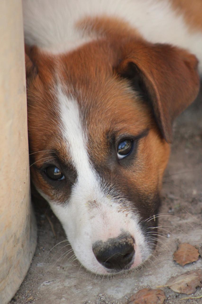 Alora Dog Rescue: Freddy laat je hart smelten