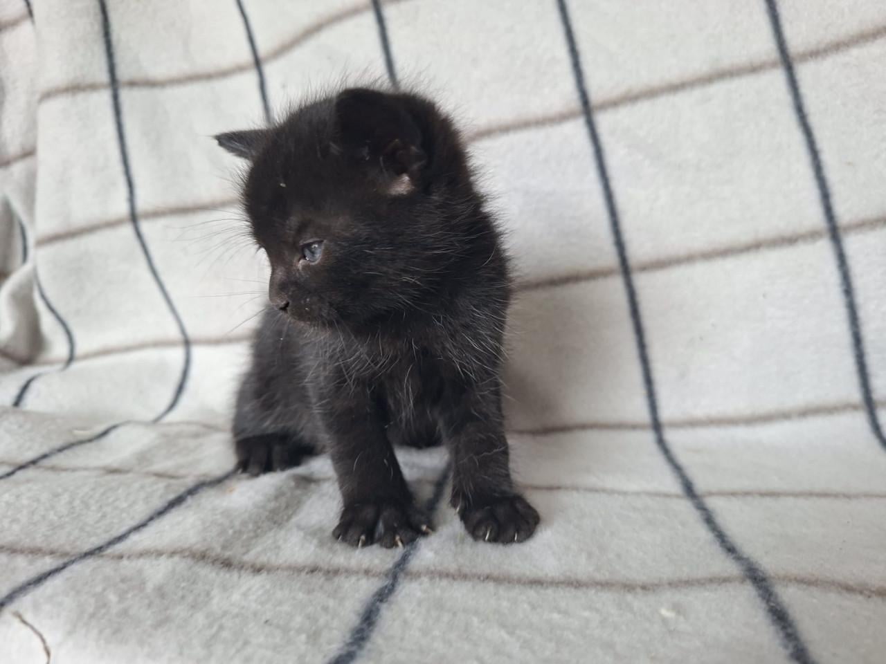 Mooie boerderij kitten