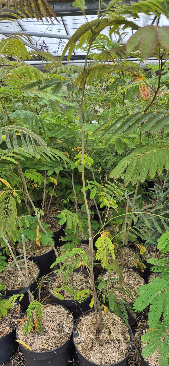 Perzische slaapboom 80 cm