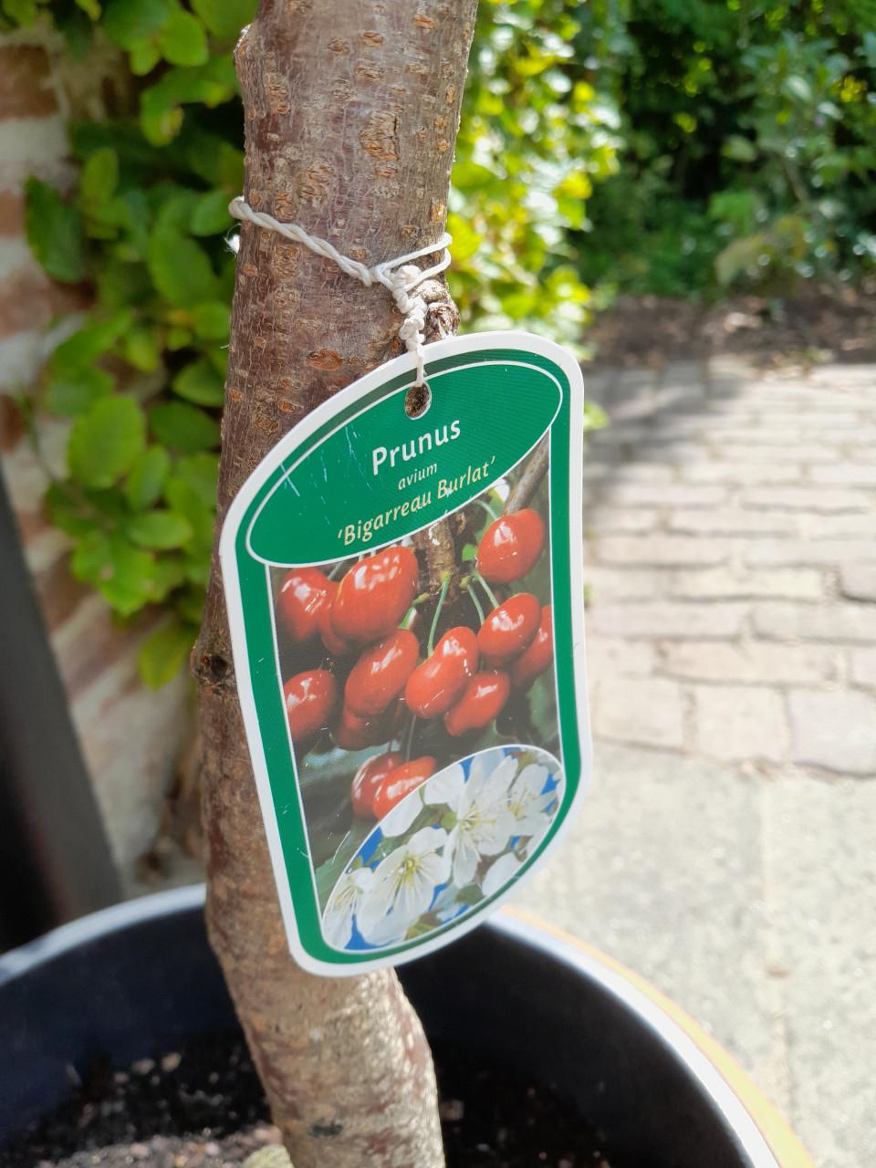 Laagstam kersenboom Bigarreau Burlat