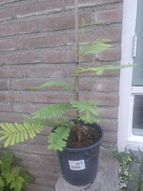 Jonge Acacia
