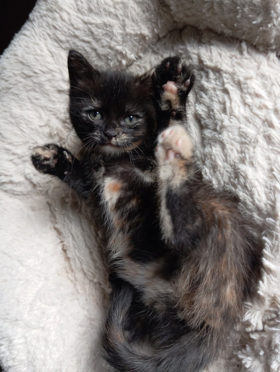 Kitten vrouwtje
