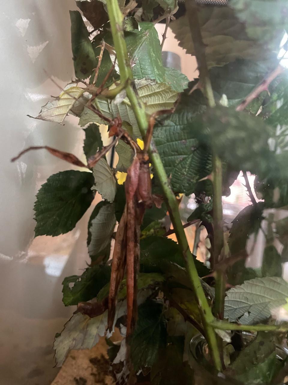 Australische flappentak