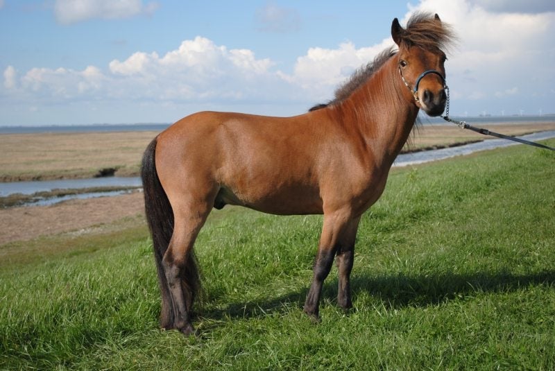Raszuivere falabella hengst/ruin