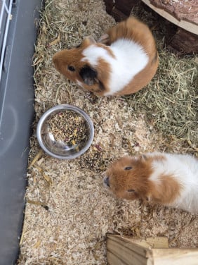 Cavia's