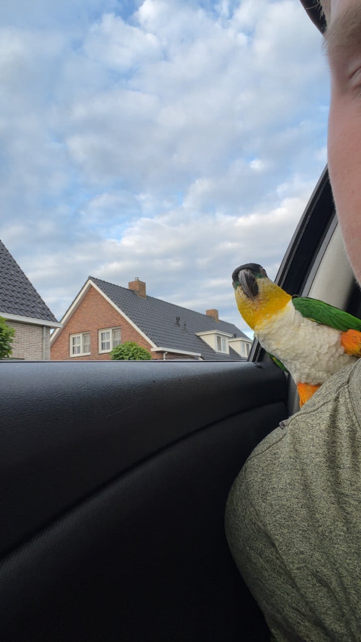 Koppel tamme zwartkopcaique’s
