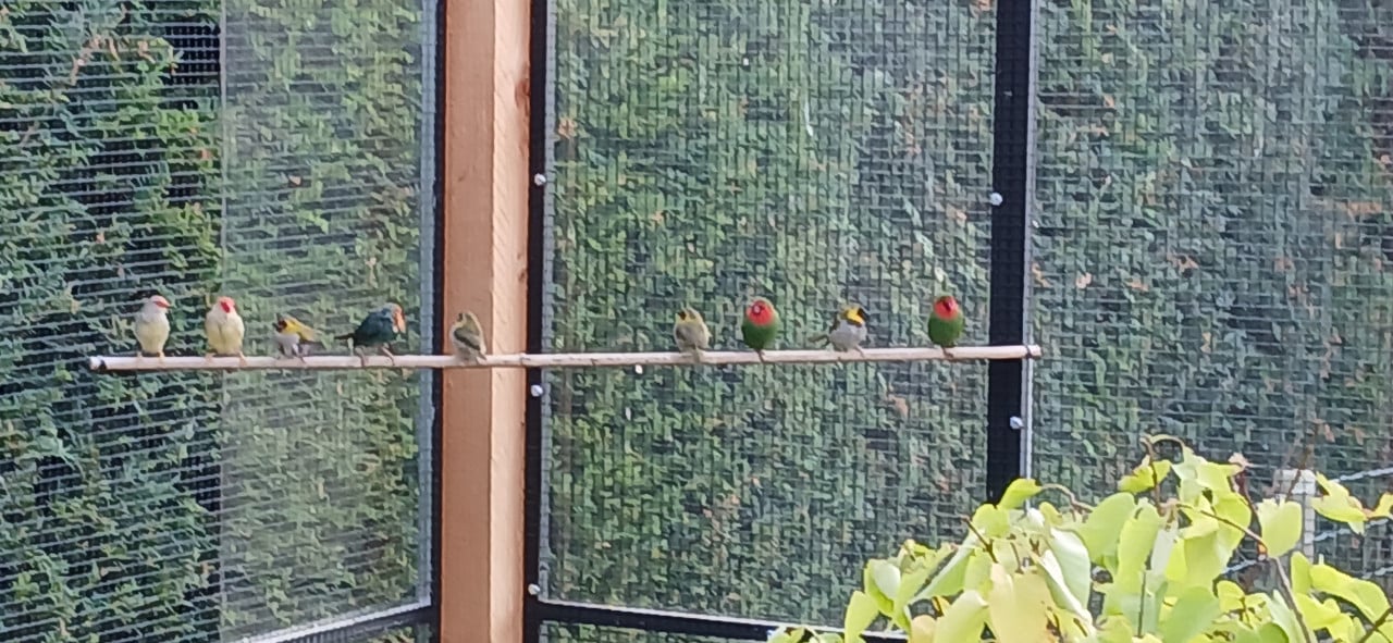 Vogels