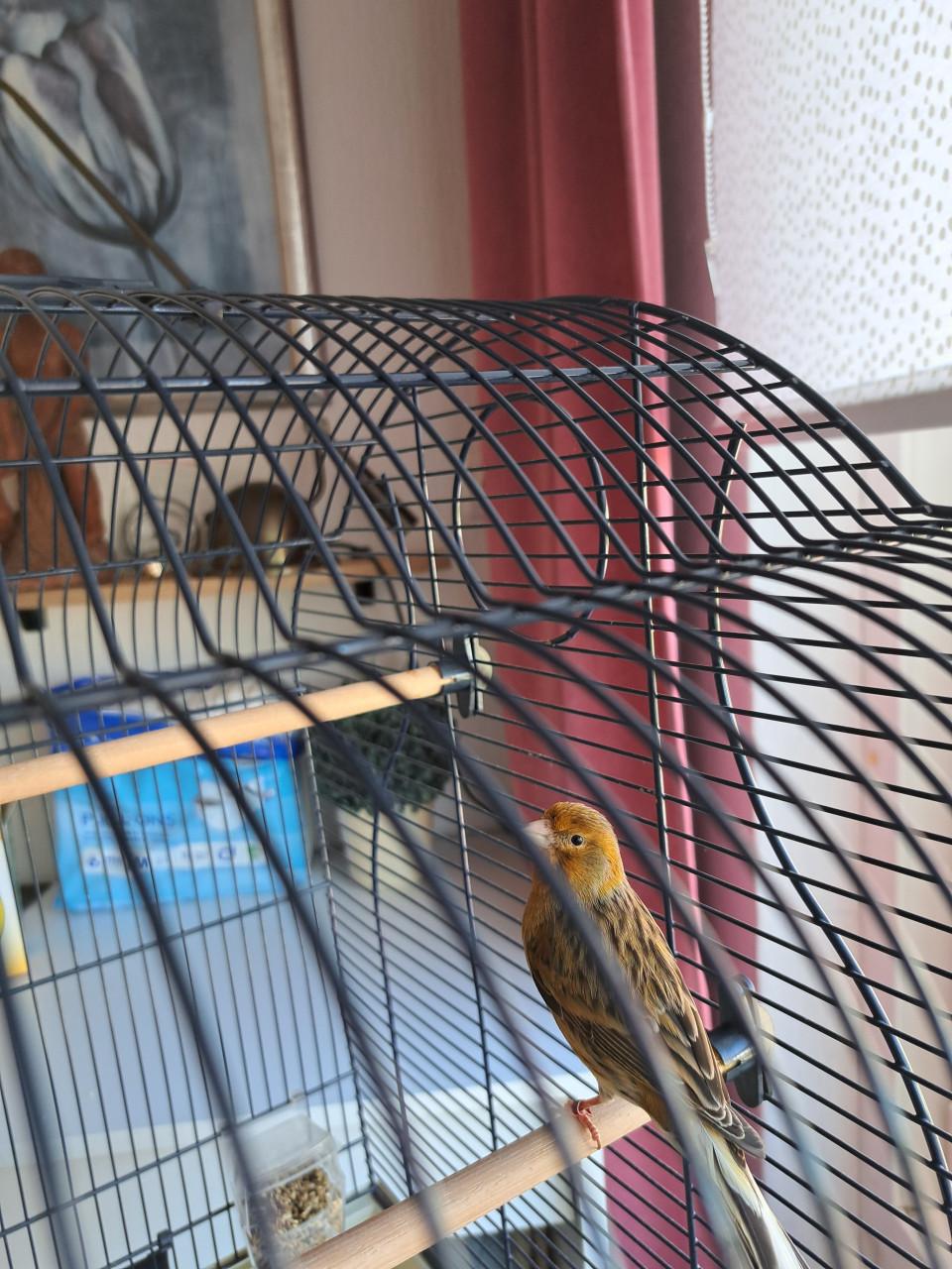 Timbrado man evt. Met kooi op voet