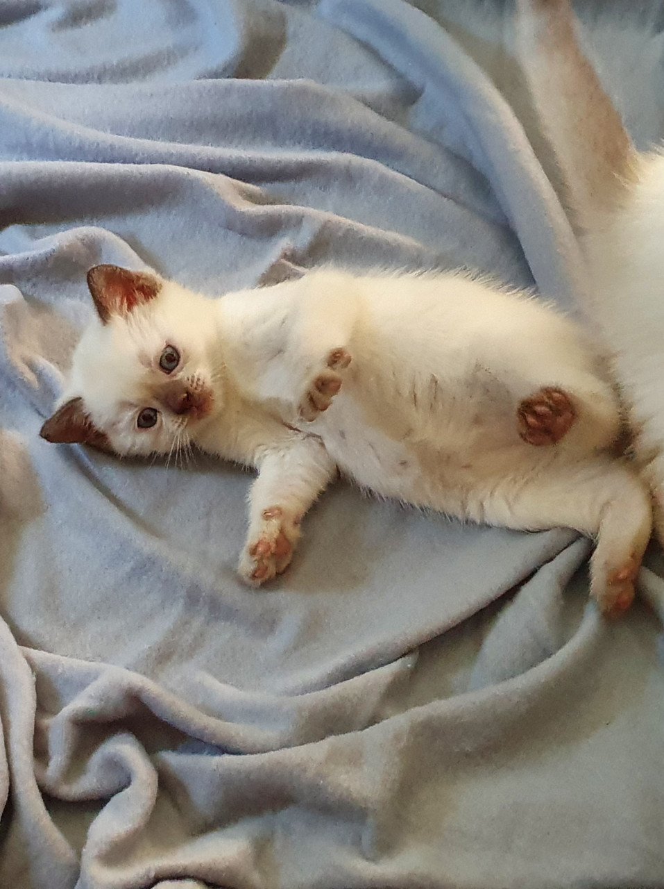 Britse korthaar kittens